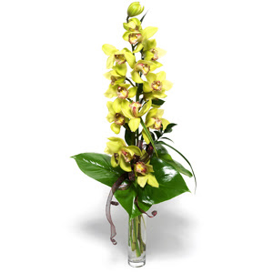  skenderun nternetten iek siparii  cam vazo ierisinde tek dal canli orkide