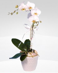 1 dall orkide saks iei  skenderun online ieki , iek siparii 