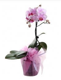 1 dal pembe orkide saks iei  skenderun kaliteli taze ve ucuz iekler 