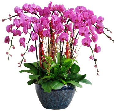 9 dall mor orkide  skenderun 14 ubat sevgililer gn iek 