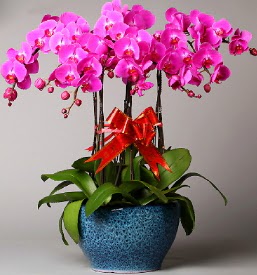 7 dall mor orkide  skenderun iek online iek siparii 