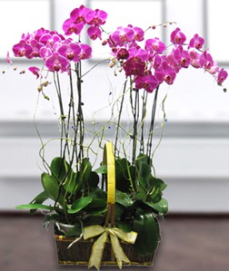 4 dall mor orkide  skenderun gvenli kaliteli hzl iek 