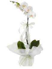 1 dal beyaz orkide iei  skenderun iek siparii vermek 