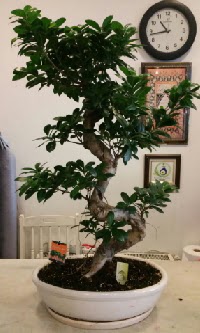 100 cm yksekliinde dev bonsai japon aac  skenderun nternetten iek siparii 