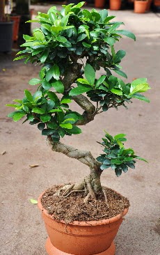Orta boy bonsai saks bitkisi  skenderun internetten iek siparii 