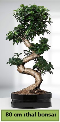 80 cm zel saksda bonsai bitkisi  skenderun ieki telefonlar 