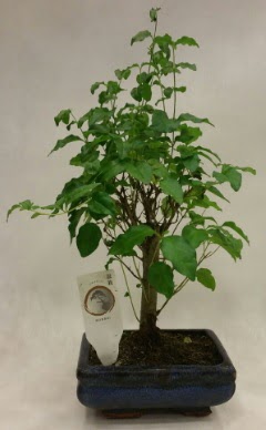 Minyatr bonsai japon aac sat  skenderun ieki telefonlar 