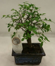 Minyatr ithal japon aac bonsai bitkisi  skenderun iek sat 