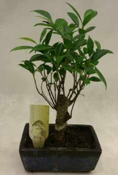 Japon aac bonsai bitkisi sat  skenderun ieki telefonlar 