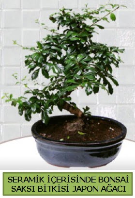 Seramik vazoda bonsai japon aac bitkisi  skenderun iek siparii sitesi 
