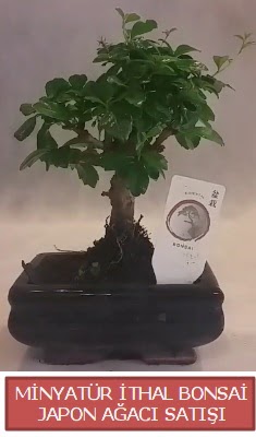 Kk grsel bonsai japon aac bitkisi  skenderun iek , ieki , iekilik 
