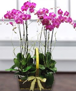 7 dall mor lila orkide  skenderun iek gnderme sitemiz gvenlidir 