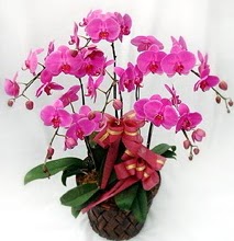 Sepet ierisinde 5 dall lila orkide  skenderun ucuz iek gnder 