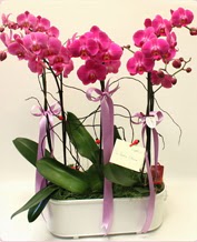 Beyaz seramik ierisinde 4 dall orkide  skenderun ucuz iek gnder 