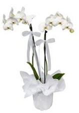 2 dall beyaz orkide  skenderun gvenli kaliteli hzl iek 