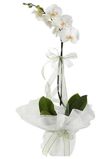 Tekli Beyaz Orkide  skenderun hediye iek yolla 