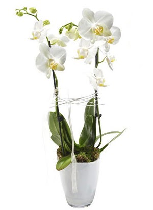 2 dall beyaz seramik beyaz orkide sakss  skenderun iek gnderme sitemiz gvenlidir 