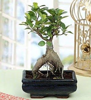 Appealing Ficus Ginseng Bonsai  skenderun anneler gn iek yolla 