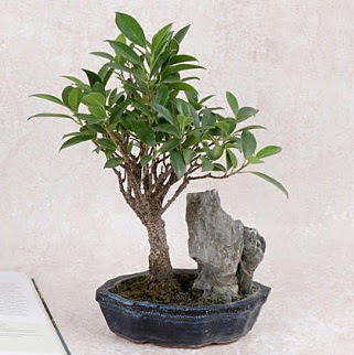 Japon aac Evergreen Ficus Bonsai  skenderun iek gnderme sitemiz gvenlidir 