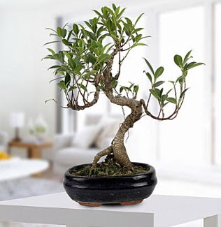 Gorgeous Ficus S shaped japon bonsai  skenderun yurtii ve yurtd iek siparii 
