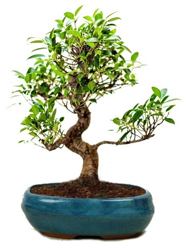 25 cm ile 30 cm aralnda Ficus S bonsai  skenderun iek gnderme sitemiz gvenlidir 