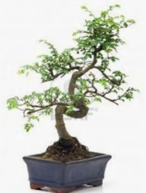 S gvde bonsai minyatr aa japon aac  skenderun iek sat 