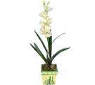 zel Yapay Orkide Beyaz   skenderun online ieki , iek siparii 