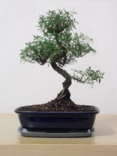 ithal bonsai saksi iegi  skenderun iek siparii vermek 