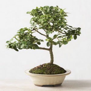 ithal bonsai saksi iegi  skenderun iek online iek siparii 