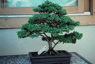 ithal bonsai saksi iegi  skenderun 14 ubat sevgililer gn iek 
