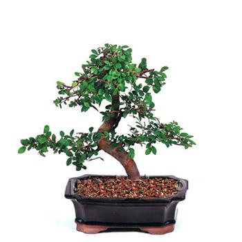 ithal bonsai saksi iegi  skenderun iek siparii vermek 