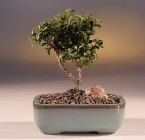  skenderun iek yolla  ithal bonsai saksi iegi  skenderun internetten iek sat 