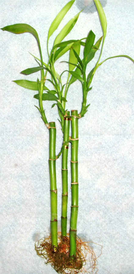 Lucky Bamboo 3 adet vazo hediye edilir   skenderun cicek , cicekci 