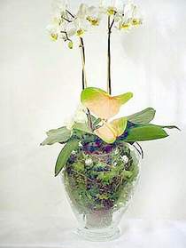  skenderun iek sat  Cam yada mika vazoda zel orkideler