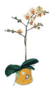 skenderun online iek gnderme sipari  Phalaenopsis Orkide ithal kalite