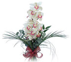  skenderun iek siparii sitesi  Dal orkide ithal iyi kalite