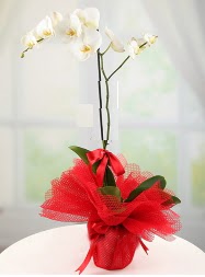1 dal beyaz orkide saks iei  skenderun yurtii ve yurtd iek siparii 