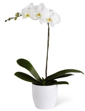 1 dall beyaz orkide  skenderun 14 ubat sevgililer gn iek 