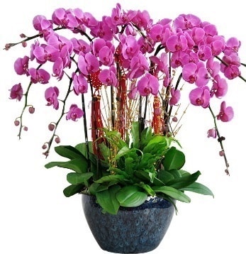 9 dall mor orkide  skenderun 14 ubat sevgililer gn iek 