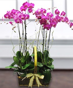 4 dall mor orkide  skenderun gvenli kaliteli hzl iek 