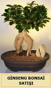 thal Ginseng bonsai sat japon aac  skenderun iek siparii sitesi 
