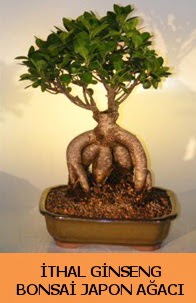 thal japon aac ginseng bonsai sat  skenderun nternetten iek siparii 