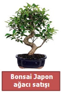 Japon aac bonsai sat  skenderun iek siparii sitesi 