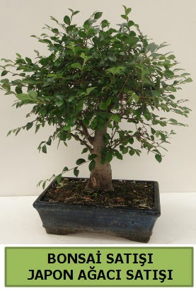 Minyatr bonsai japon aac sat  skenderun iek gnderme sitemiz gvenlidir 
