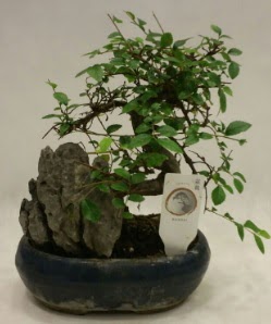 thal 1.ci kalite bonsai japon aac  skenderun iek sat 
