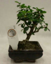 Kk minyatr bonsai japon aac  skenderun iek gnderme 