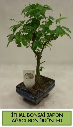 thal bonsai japon aac bitkisi  skenderun hediye sevgilime hediye iek 