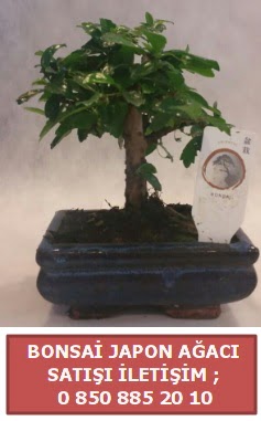 Japon aac minyar bonsai sat  skenderun iek sat 