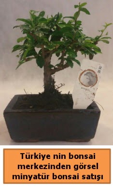 Japon aac bonsai sat ithal grsel  skenderun iek yolla 