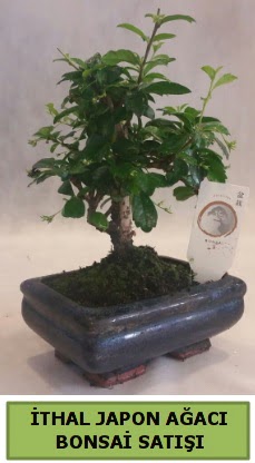 thal japon aac bonsai bitkisi sat  skenderun ieki telefonlar 